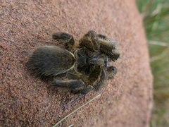 Harpactira