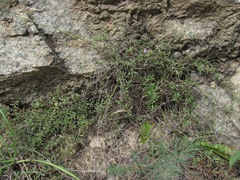 Thymus daghestanicus