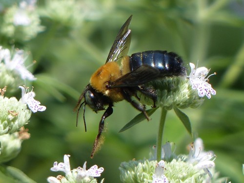 Eastern Carpenter Bee photographed in Missouri