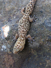 Pachydactylus