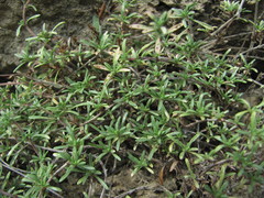 Thymus daghestanicus
