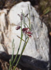 Indigofera leptocarpa
