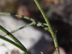 Indigofera leptocarpa