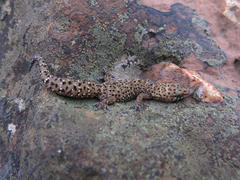 Pachydactylus