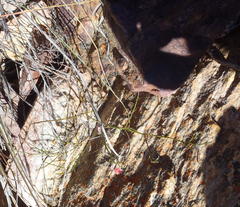 Indigofera leptocarpa