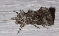 Syngrapha octoscripta