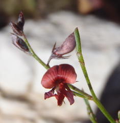 Indigofera leptocarpa