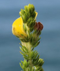 Aspalathus opaca rostriloba