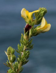 Aspalathus opaca rostriloba