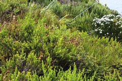 Aspalathus opaca rostriloba