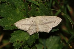 Scopula emutaria