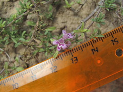 Thymus daghestanicus