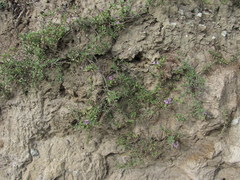 Thymus daghestanicus