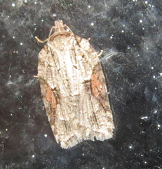 Acleris ptychogrammos