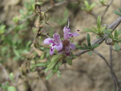 Thymus daghestanicus