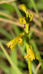 Orthochilus chloranthus