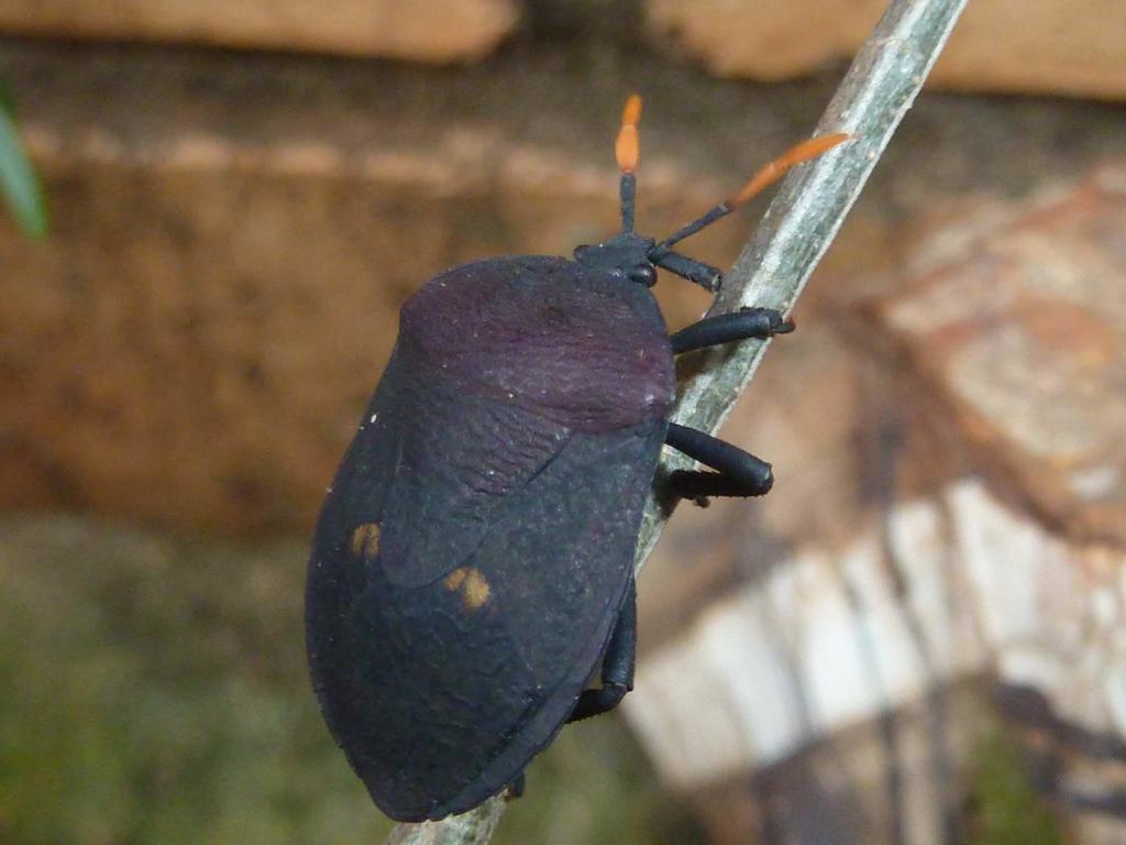 Watermelon Bug (Hemiptera of Botswana) · NaturaLista Mexico