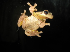 Litoria dentata