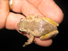 Litoria dentata