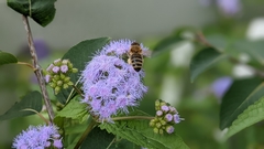 Apis mellifera