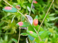 Exobasidium rostrupii