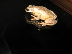 Litoria dentata