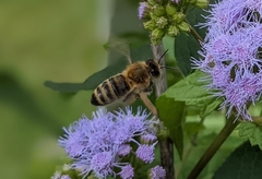 Apis mellifera