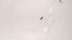 Diptera