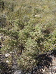 Rafnia capensis capensis