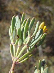 Rafnia capensis capensis