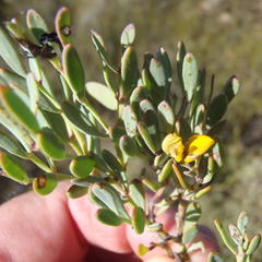 Rafnia capensis capensis