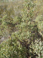 Rafnia capensis capensis