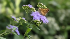 Atalopedes campestris