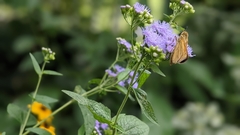 Atalopedes campestris