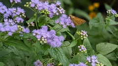 Atalopedes campestris