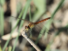 Sympetrum depressiusculum