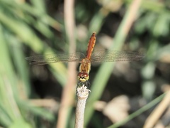 Sympetrum depressiusculum