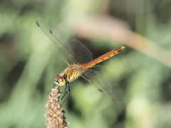 Sympetrum depressiusculum