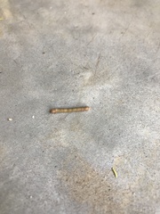 Lepidoptera