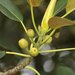 Moreton Bay Fig - Photo (c) Xerxes Saher, some rights reserved (CC BY-NC), uploaded by Xerxes Saher