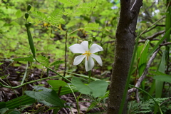 Tigridia latifolia