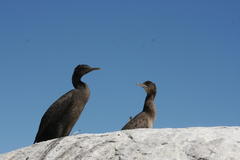 Phalacrocorax capensis
