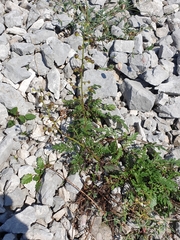 Scrophularia juratensis