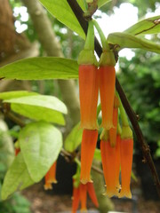 Macleania insignis