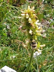 Bombus mucidus