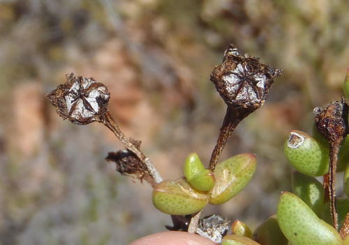 Ruschia virgata