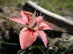 Moraea tricolor