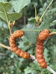 Anisota oslari