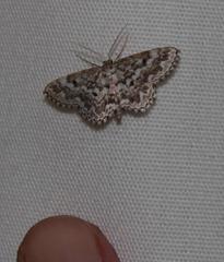 Scopula inscriptata