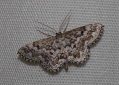 Scopula inscriptata